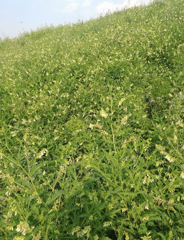 Brown Calycosin 7 O Beta D Glucoside Astragalus Root 0,5-1% Obniżający poziom tłuszczu we krwi