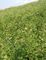 Medical Astragalus Root Powder 98 +% Astragaloside 4 Natural Telomerase Activator